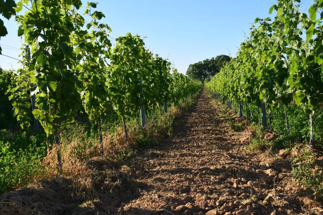 Billigheim-Ingenheim Ferienhaus & Weingut Am Steingebiss מראה חיצוני תמונה